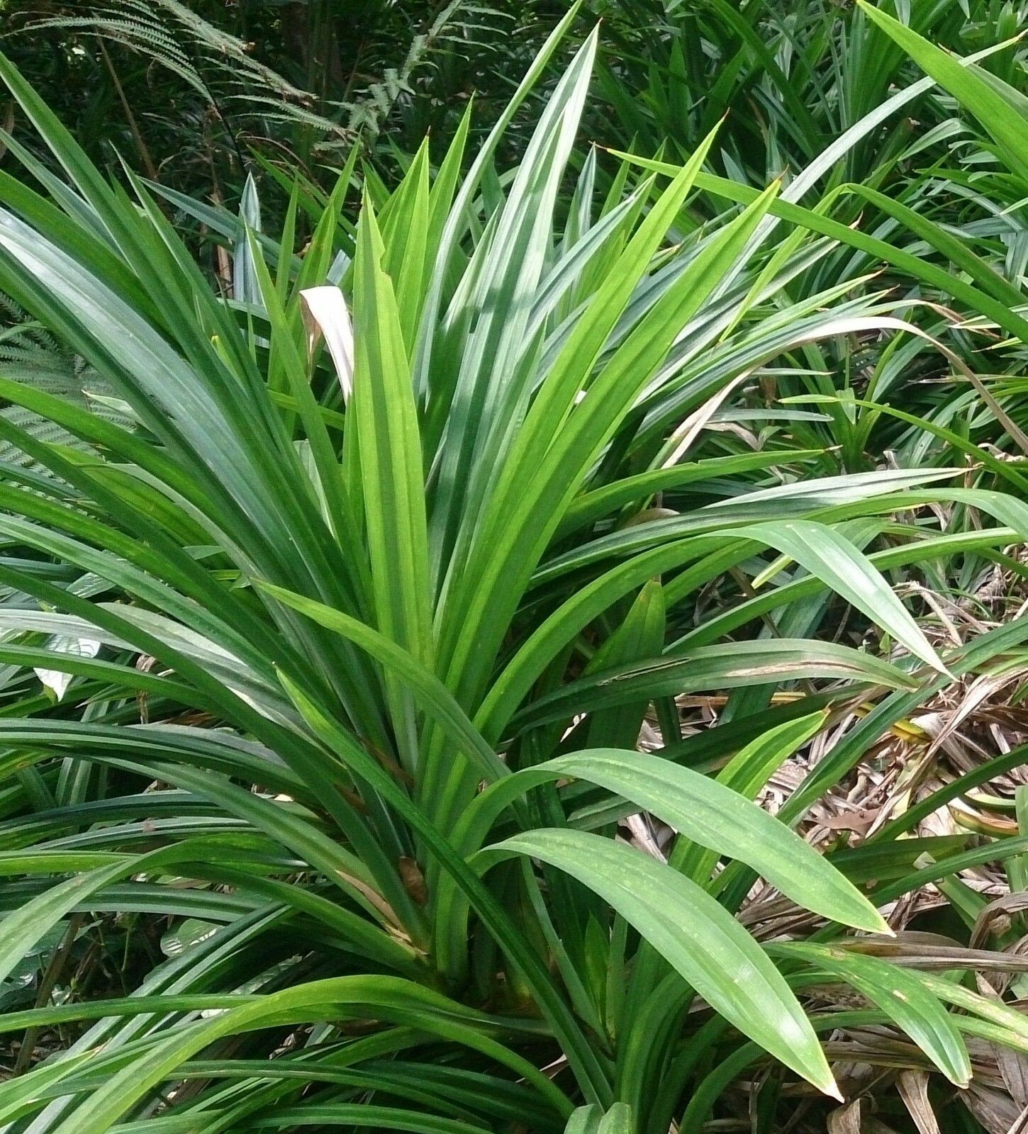 Pandan Leaf (Pandanus Amaryllifolius) - Asian Cooking Herb