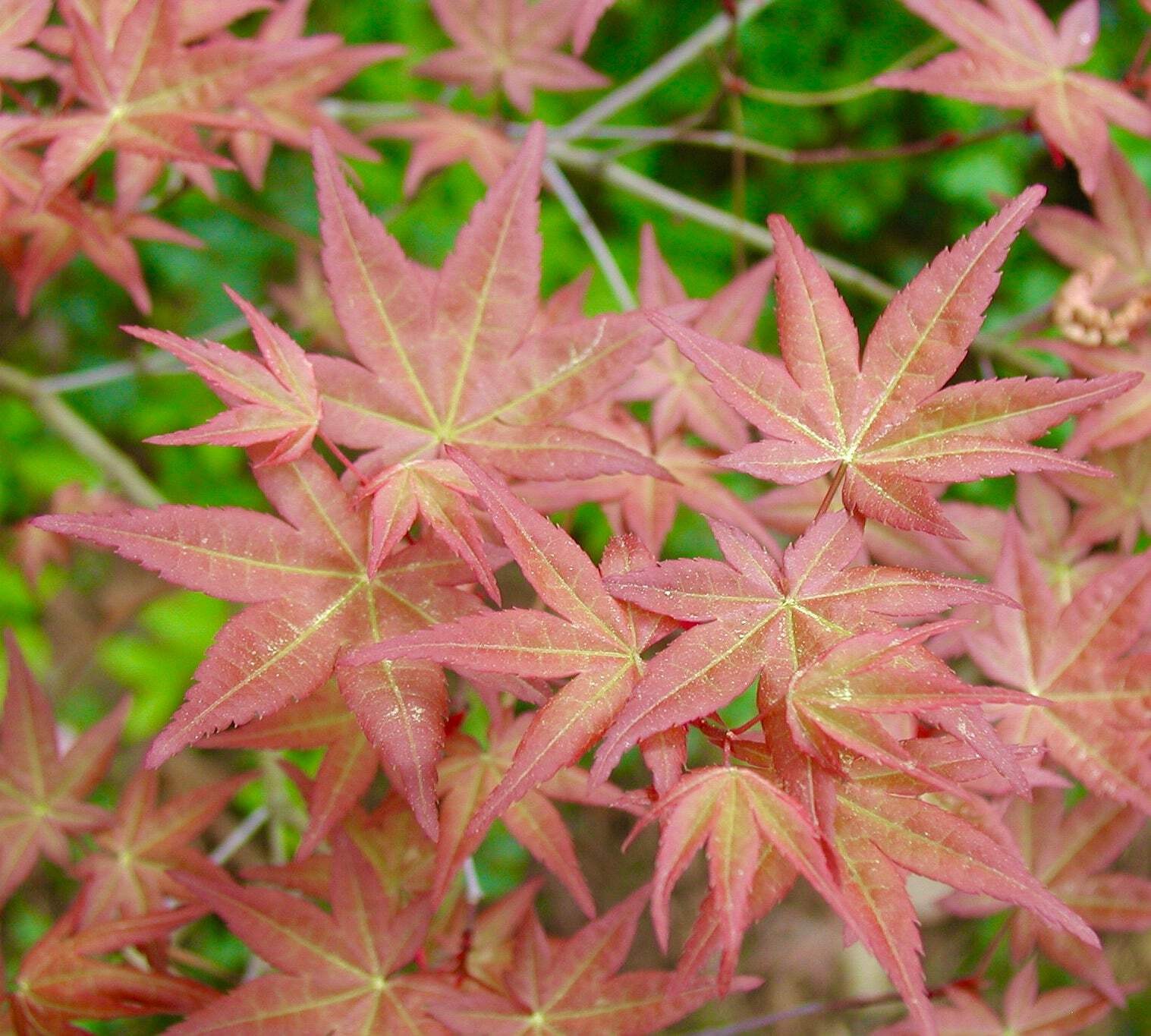 Acer Palmatum 'Corallinum' Grafted Smooth Japanese Maple