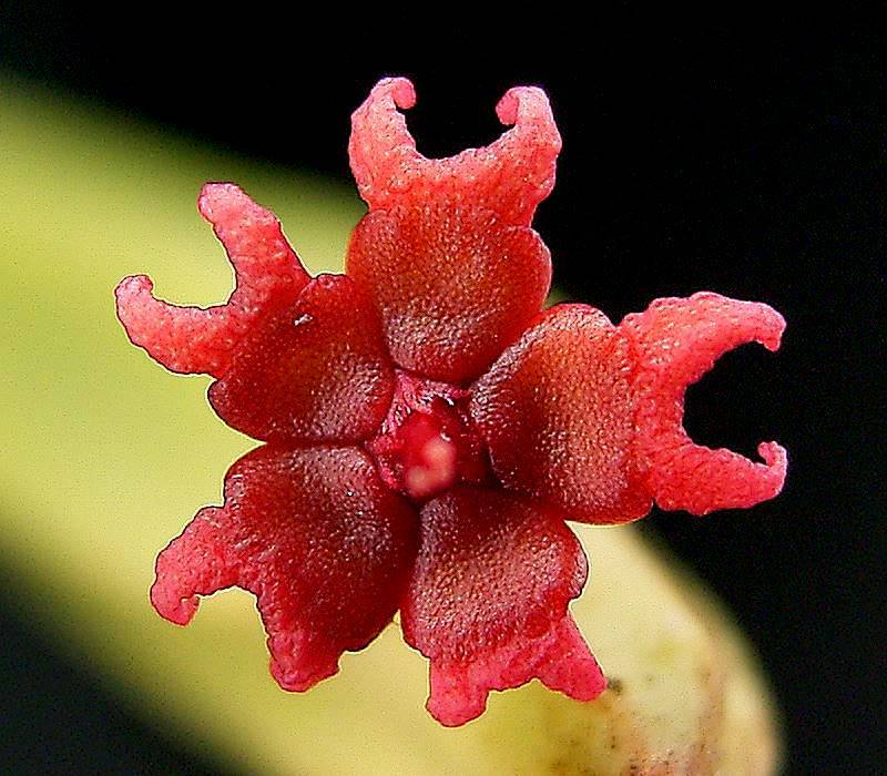 Euphorbia Attastomas Exotic Rare Cactus Bonsai Succulent 2"...