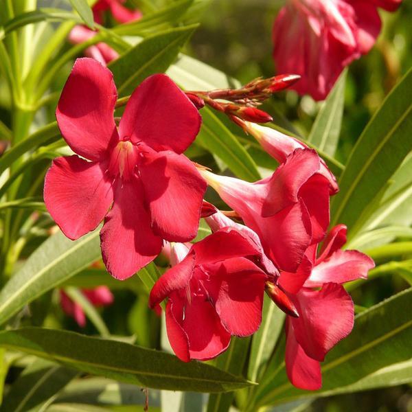 Nerium Oleander Hardy Red Oleander Seeds