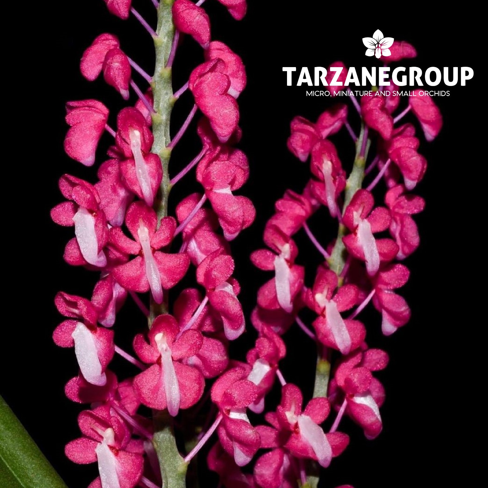 Dyakia Hendersoniana Small Orchid Potted