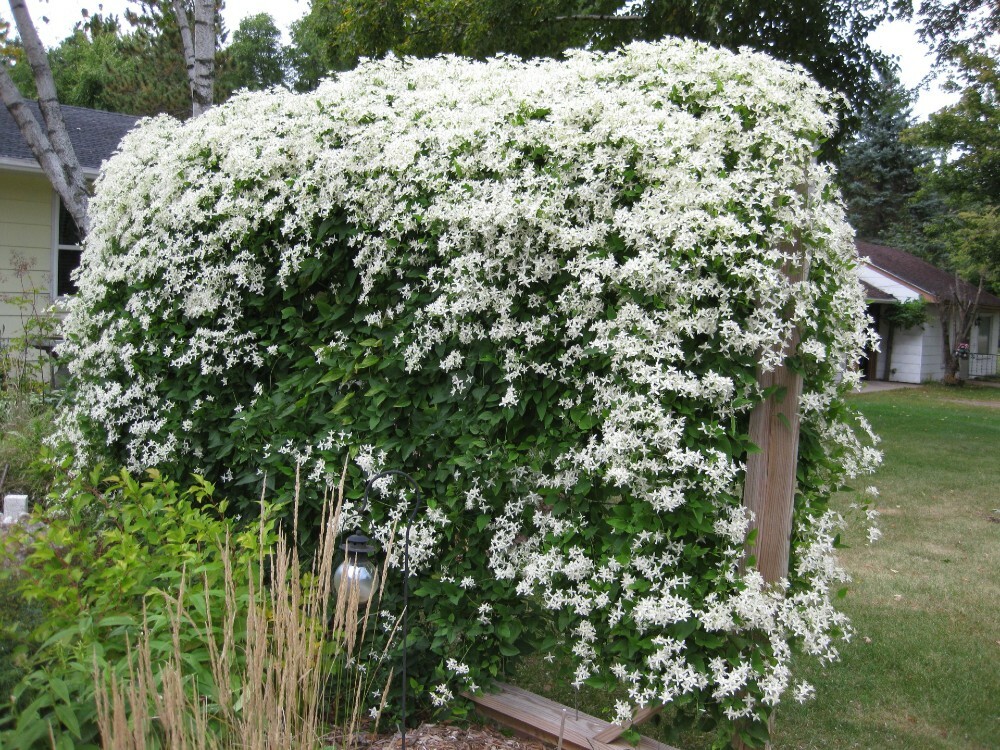Clematis Paniculata Sweet Autumn Clematis Vine Live Plant (2...