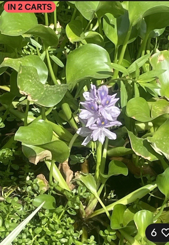 Water Lettuce, Water Hyacinth & Parrots Feather Floating Pon...