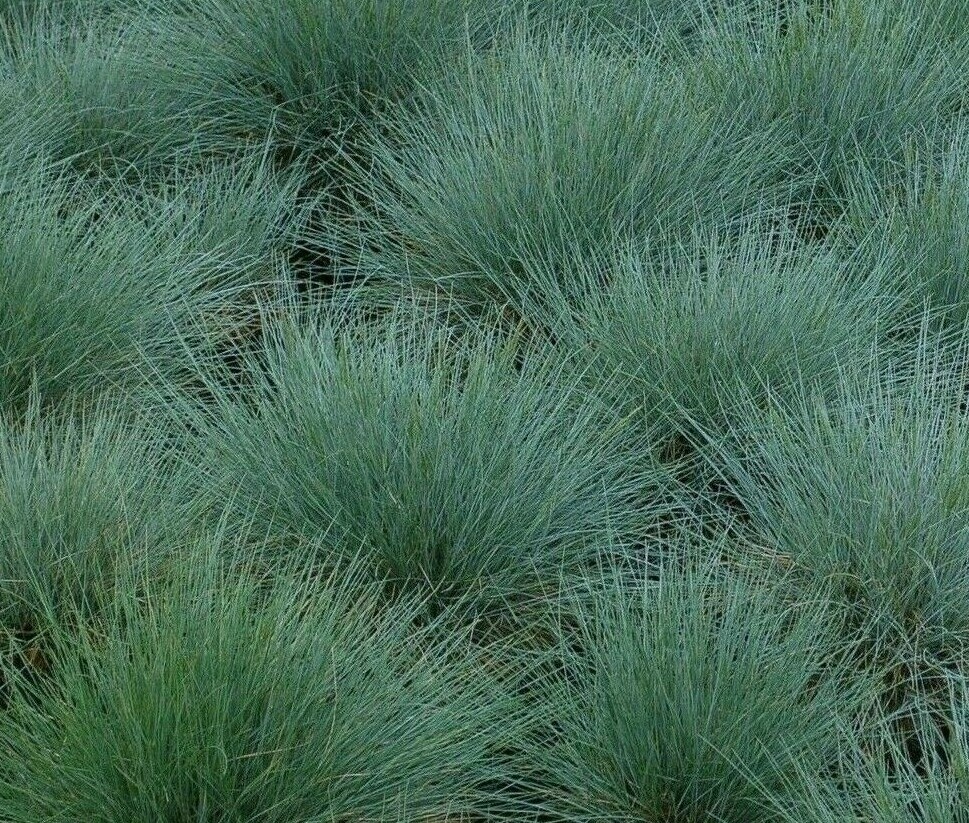 Blue Fescue Grass Seeds 300+ Perennial Ornamental Grass