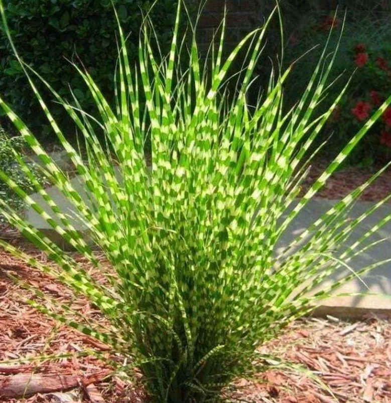 Live Porcupine Grass Plant – 3-4" Tall – Rooted Clump in 5"...