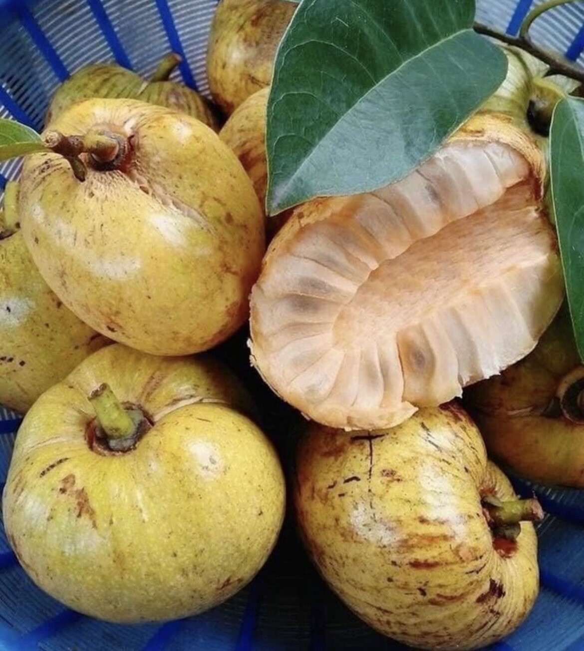 Pond Apple (Annona Glabra) - 10 Seeds