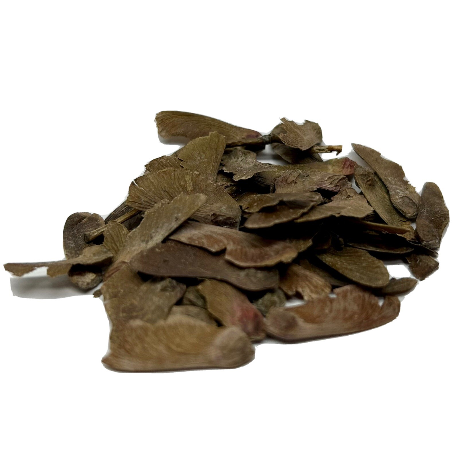 Japanese Red Maple Bonsai Tree Seed Pack Acer Palmatum Atrop...