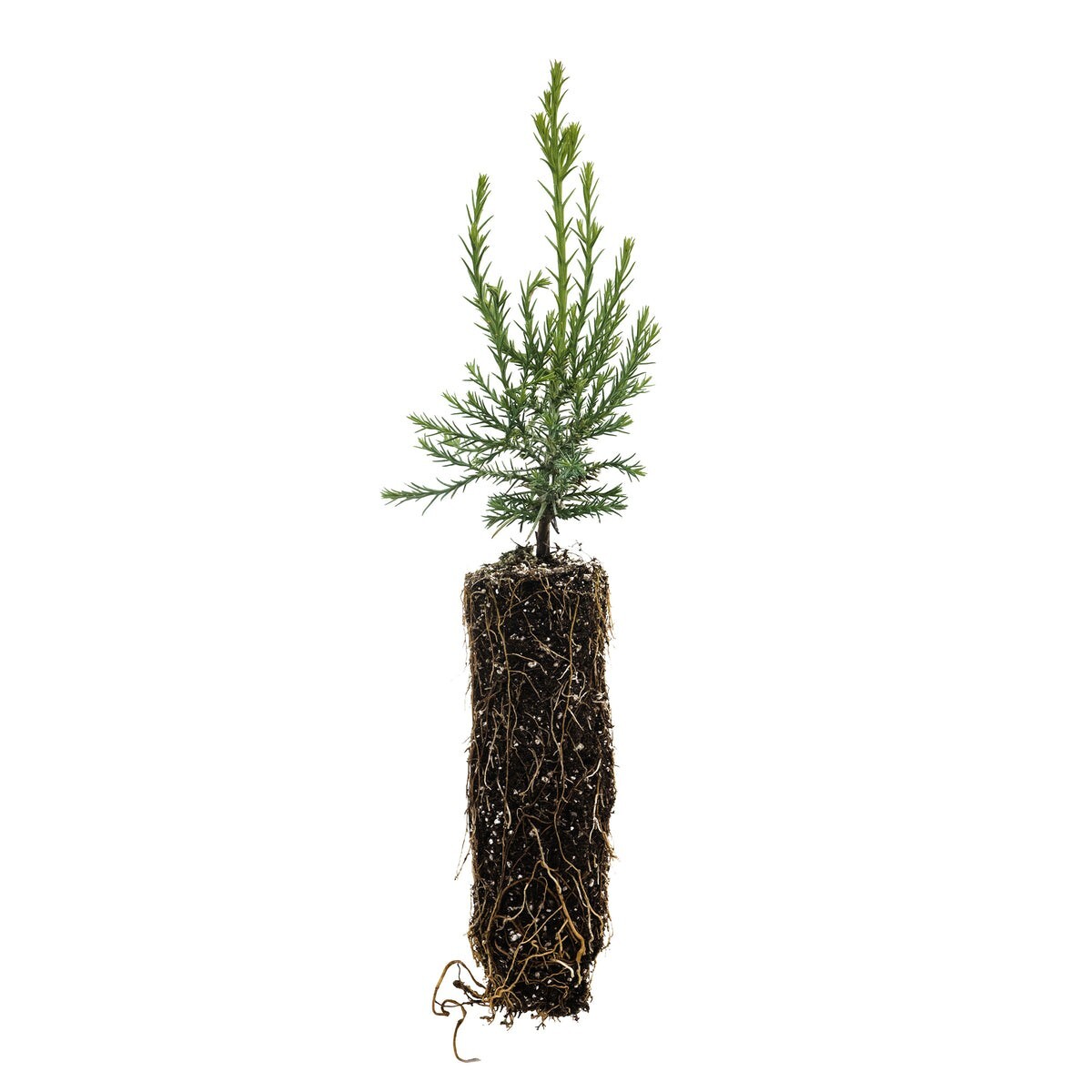 Giant Sequoia Redwood - Sequoiadendron Giganteum - 5-8 Inche...