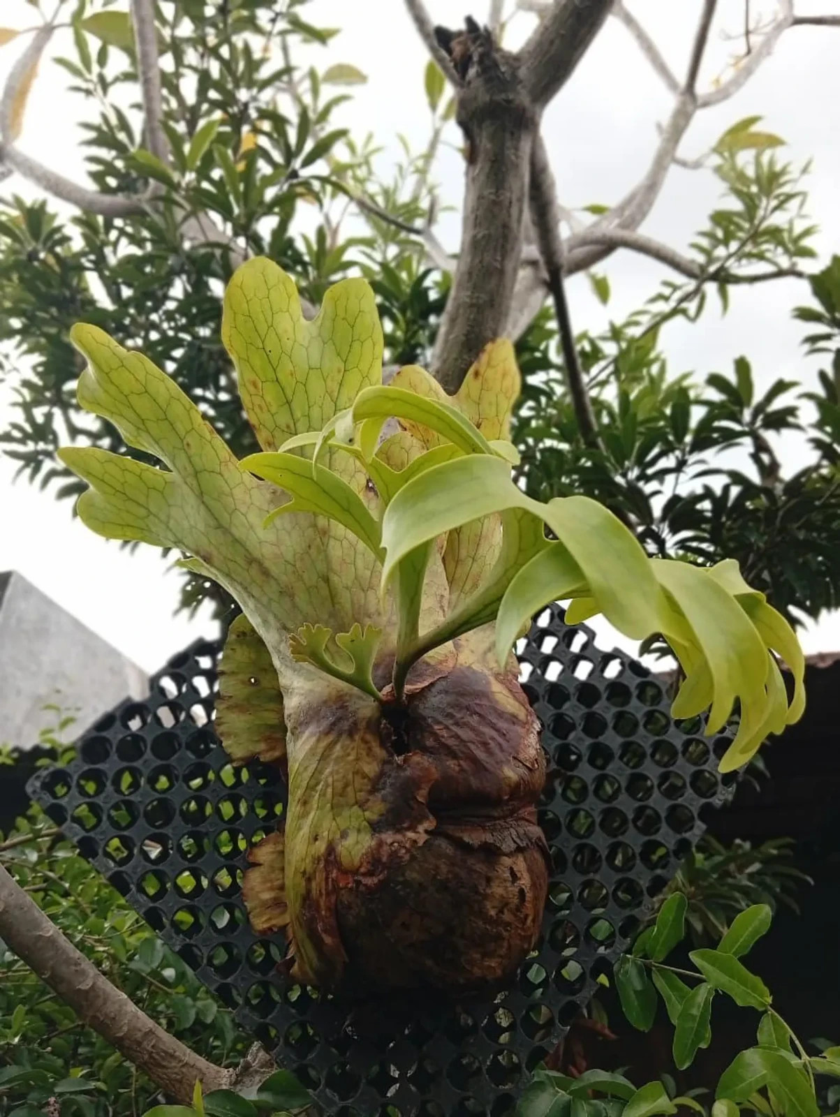 Golden Finger Platycerium Coronarium Mutation Rare Plant