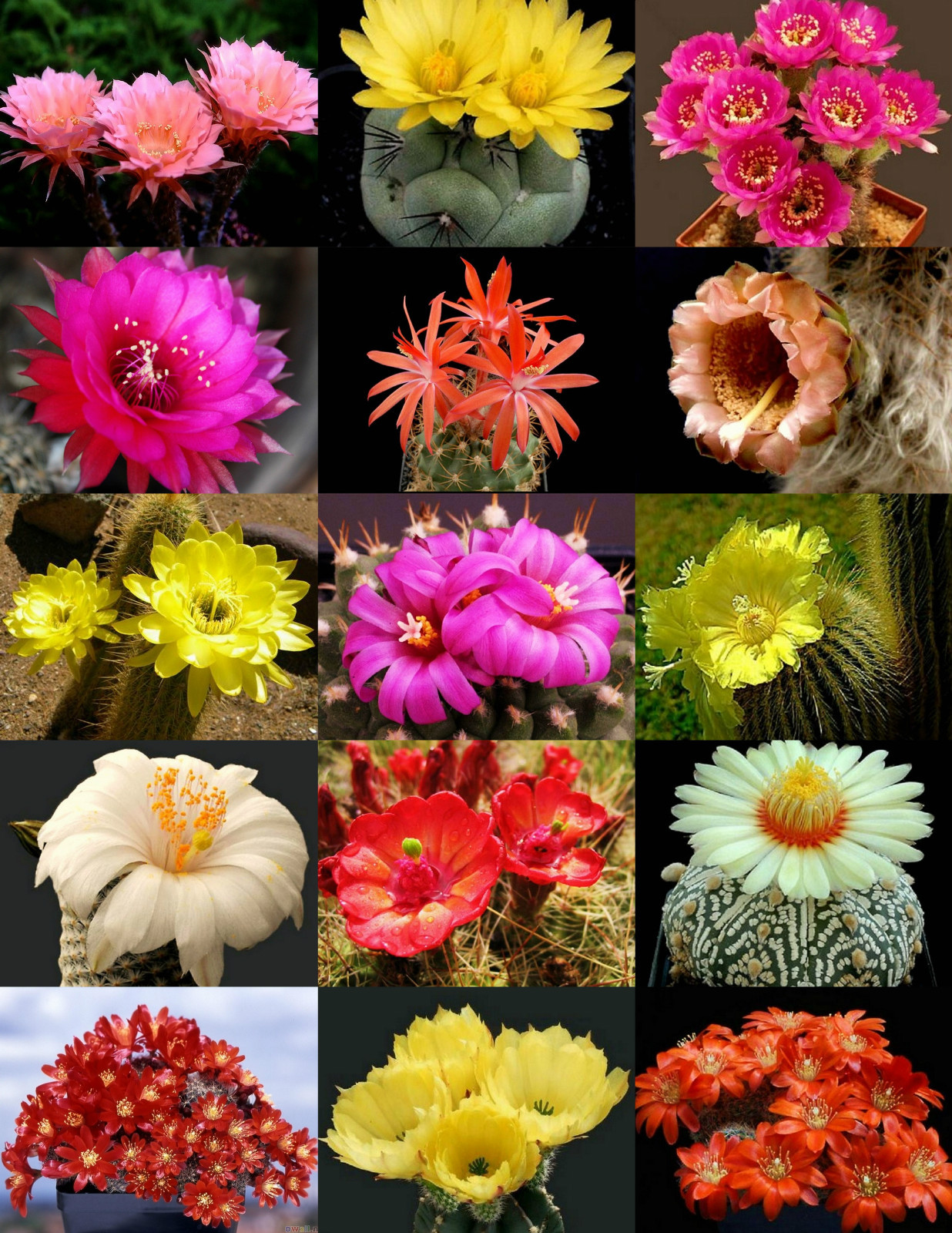 Flowering Cactus Mix Rare Exotic Desert Succulent Seeds, 50...