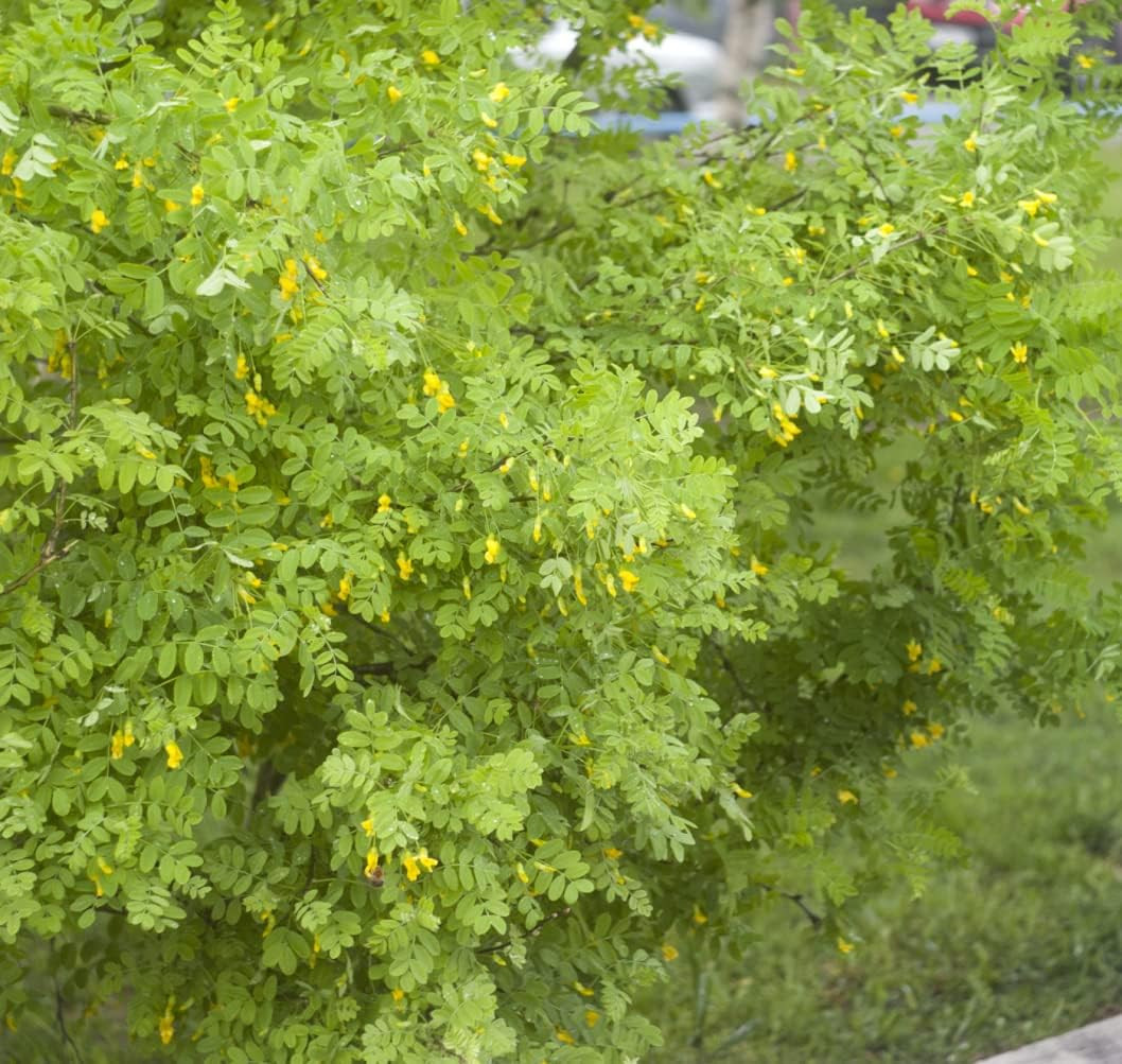 Siberian Pea Shrub Heirloom Seeds - Caragana Arborescens - O...