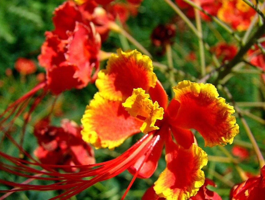 Pride of Barbados Seeds, Caesalpinia Pulcherrima, Red Bird o...