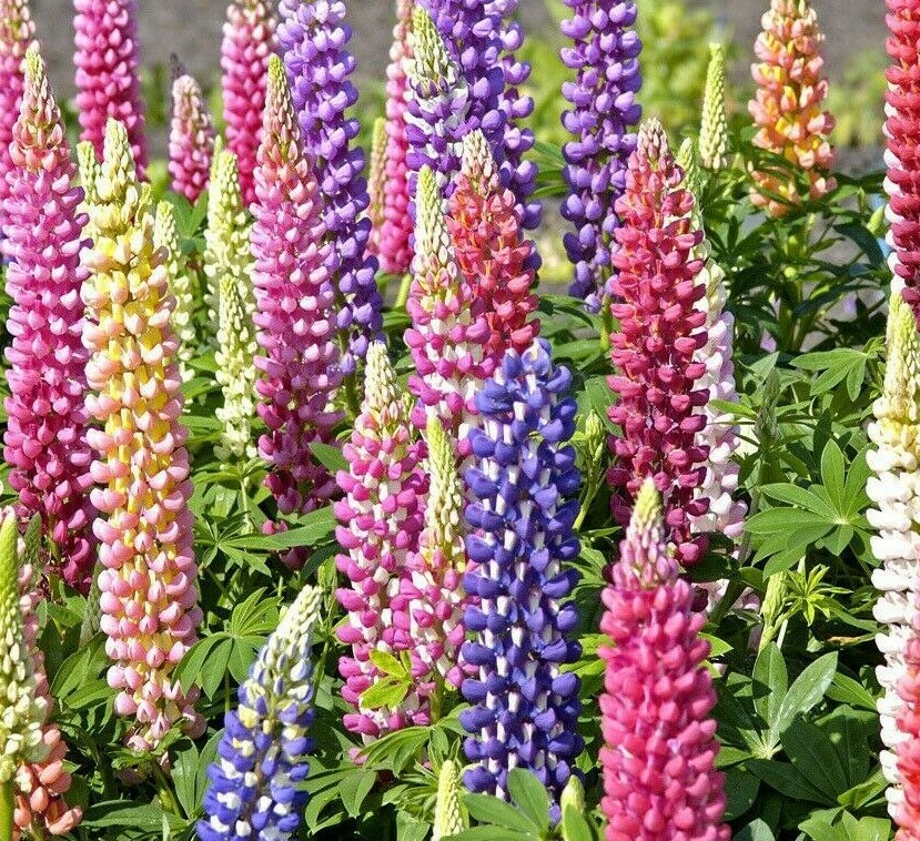 Lupine Flower Seeds 50+ Mixed Colors Perennial Russell
