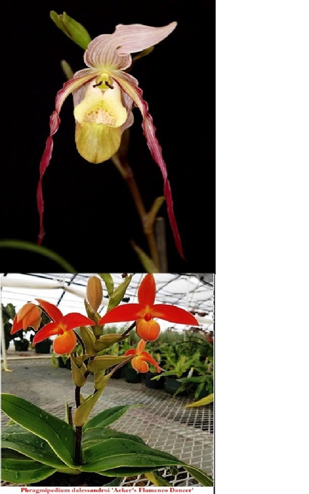 Phragmipedium Conchiferum x Dalesandroi Sea Turtle Shell Lam...