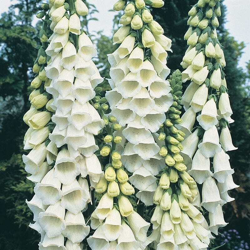 Alba Foxglove Heirloom Flower Seeds | Non-GMO | | 1244 Seeds