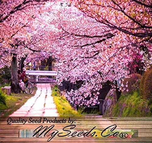 Sakura Flowering Cherry Tree Seeds - Prunus Serrulata