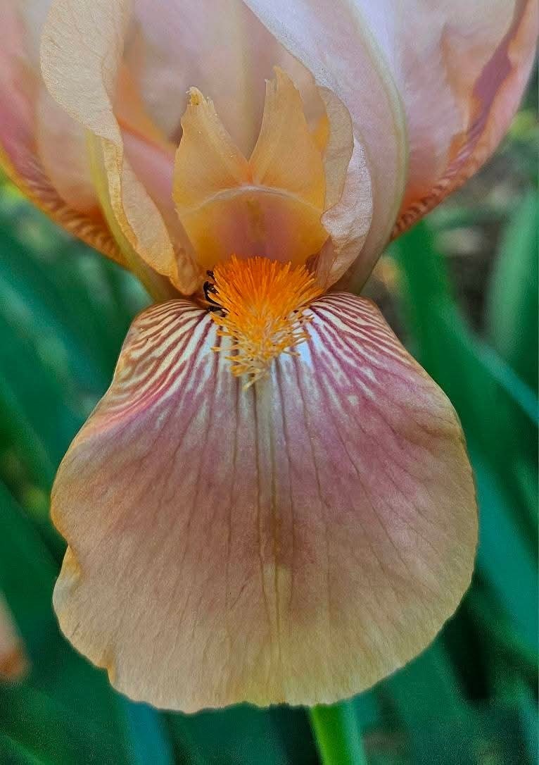 Bearded Iris & Blue Flag Iris Rhizomes - Mixed Color, 10-Pac...