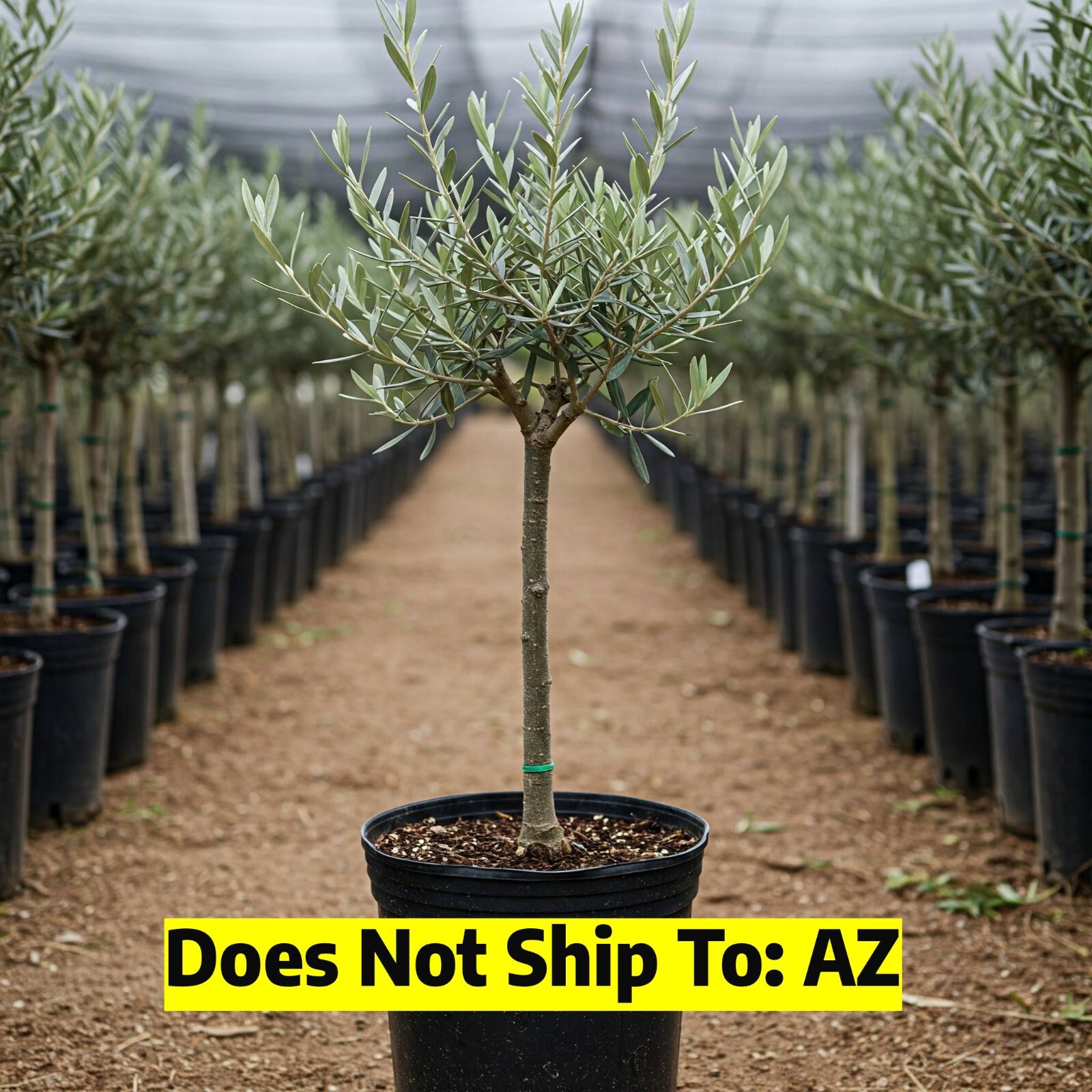 Arbequina Olive Tree Plant - Hardy Growing - 1-2 Feet Tall