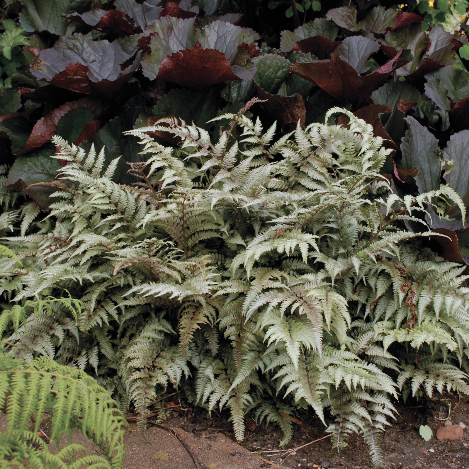 Athyrium Niponicum 'Pictum' Japanese Painted Fern, 5.25" Pot