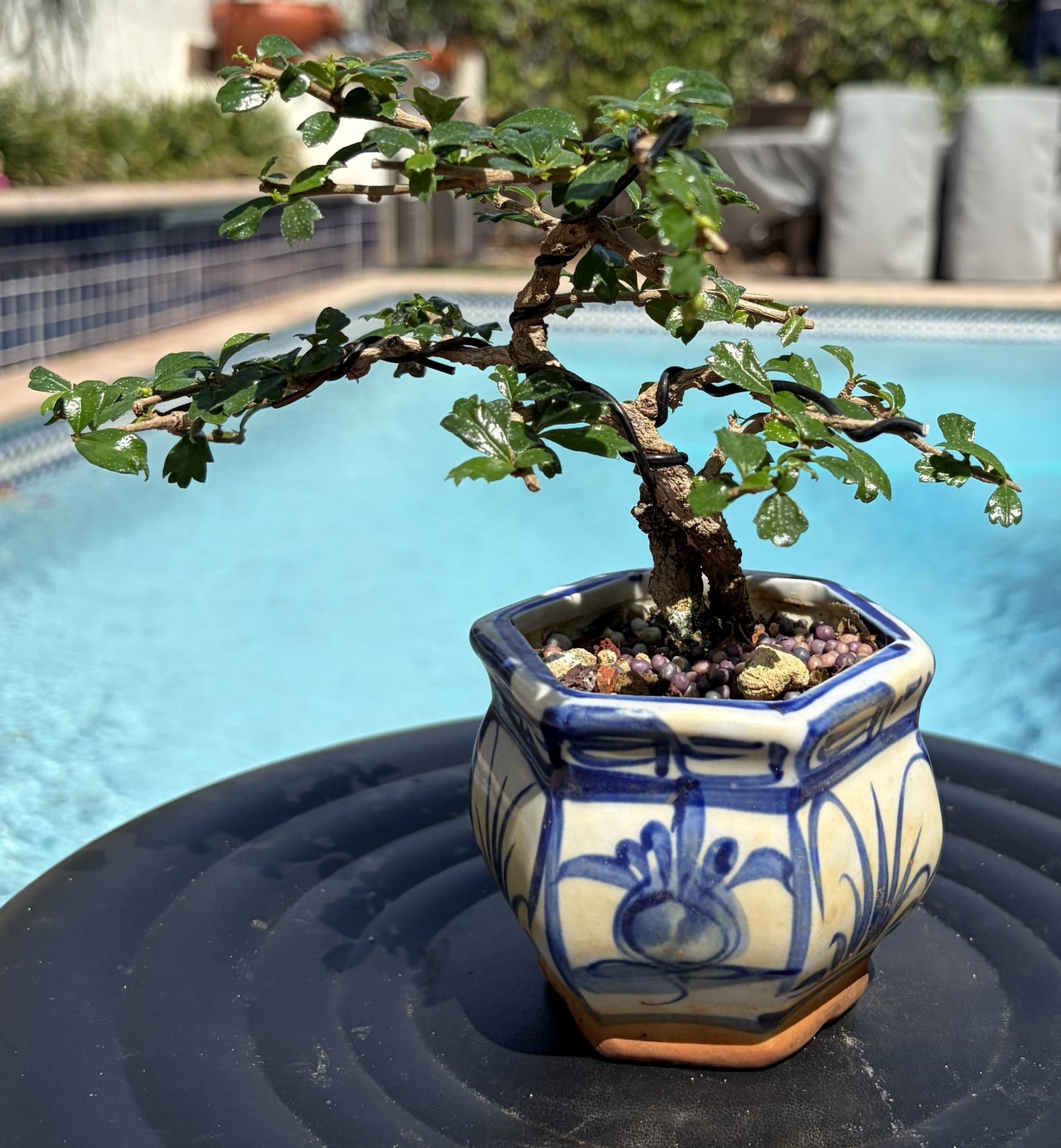 Fukien Tea Shohin Bonsai