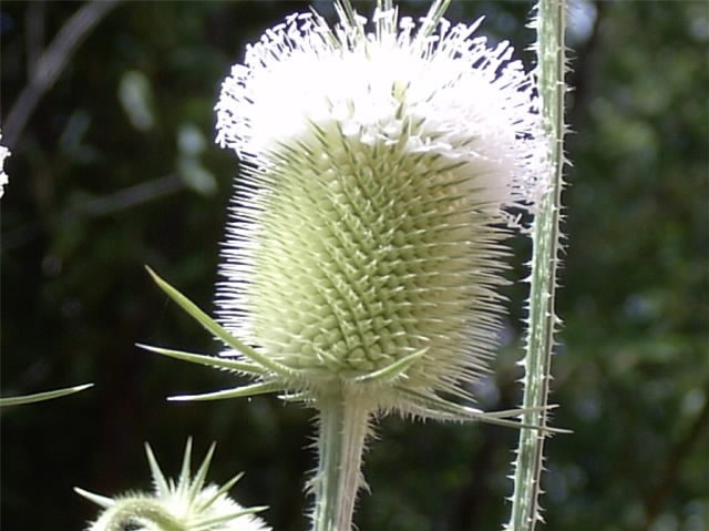 Common Teasel Plants (5-Pack) - Up to 8 Feet Tall