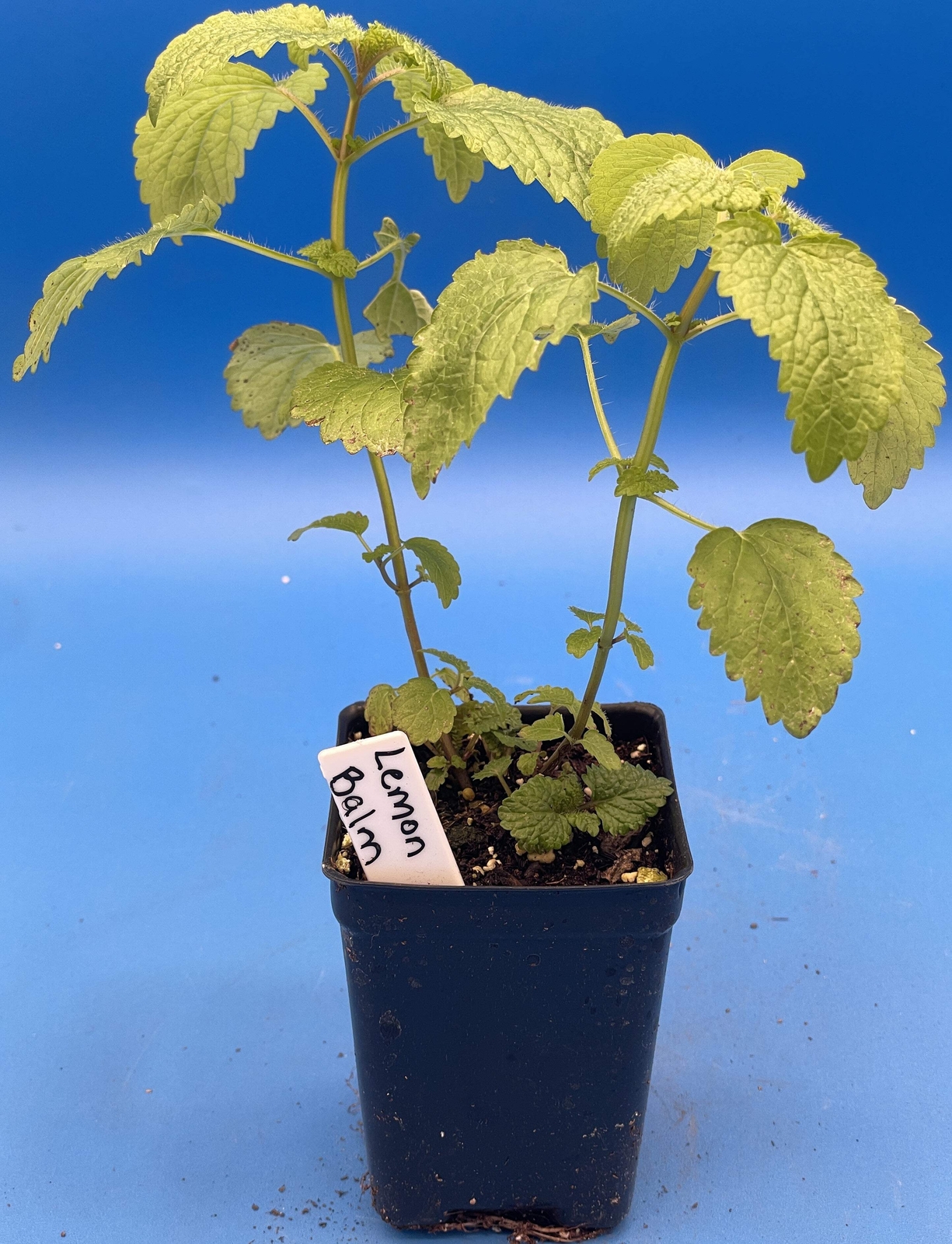 Lemon Balm Starter Plant - Melissa Officinalis