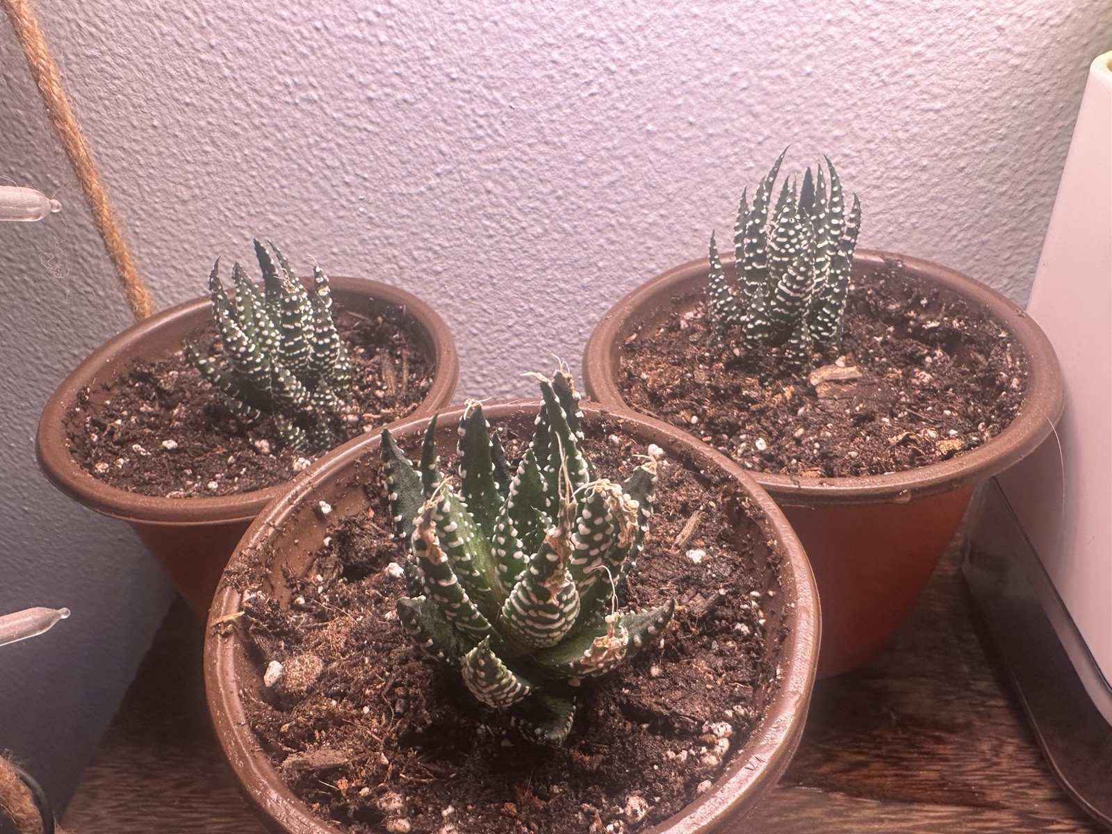 Live Zebra Plant Haworthia Fasciata - 4 Inch Pot Succulent