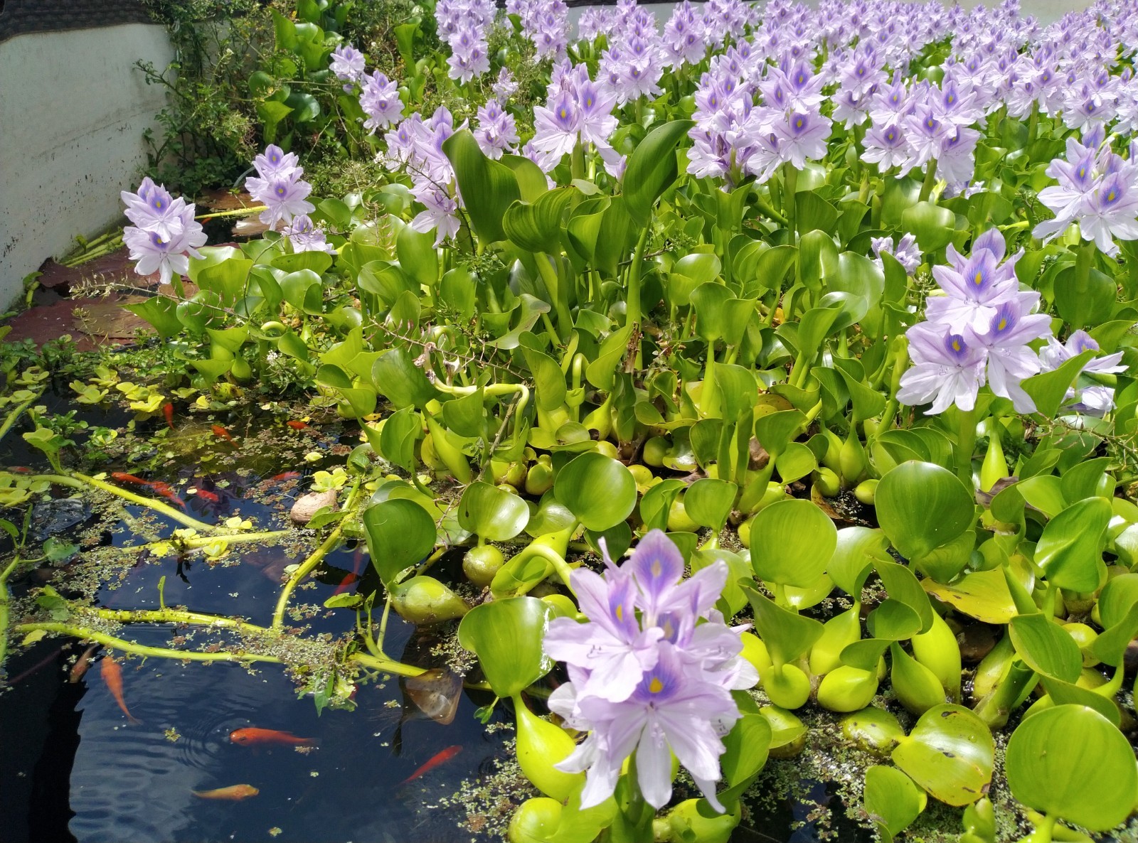 5 Live Water Hyacinth Plants, Purple Flowers, Floating Aquat...