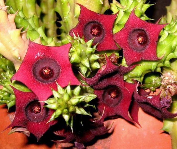 Huernia Schneideriana Asclepiad Stapeliad Rare Red Color Exo...