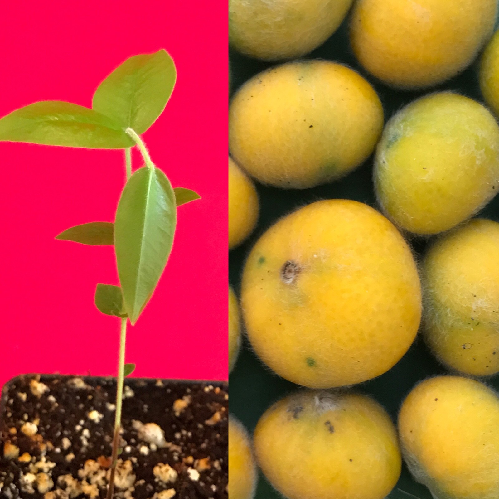 Yellow Jaboticaba Tree Plant
