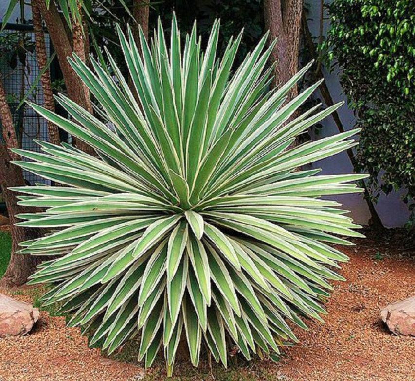 Agave Angustifolia Variegated Exotic Succulent Rare Cactus P...