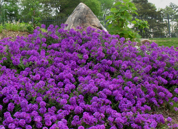 Moss Verbena Violet Perennial Groundcover Flower Seeds, Heir...
