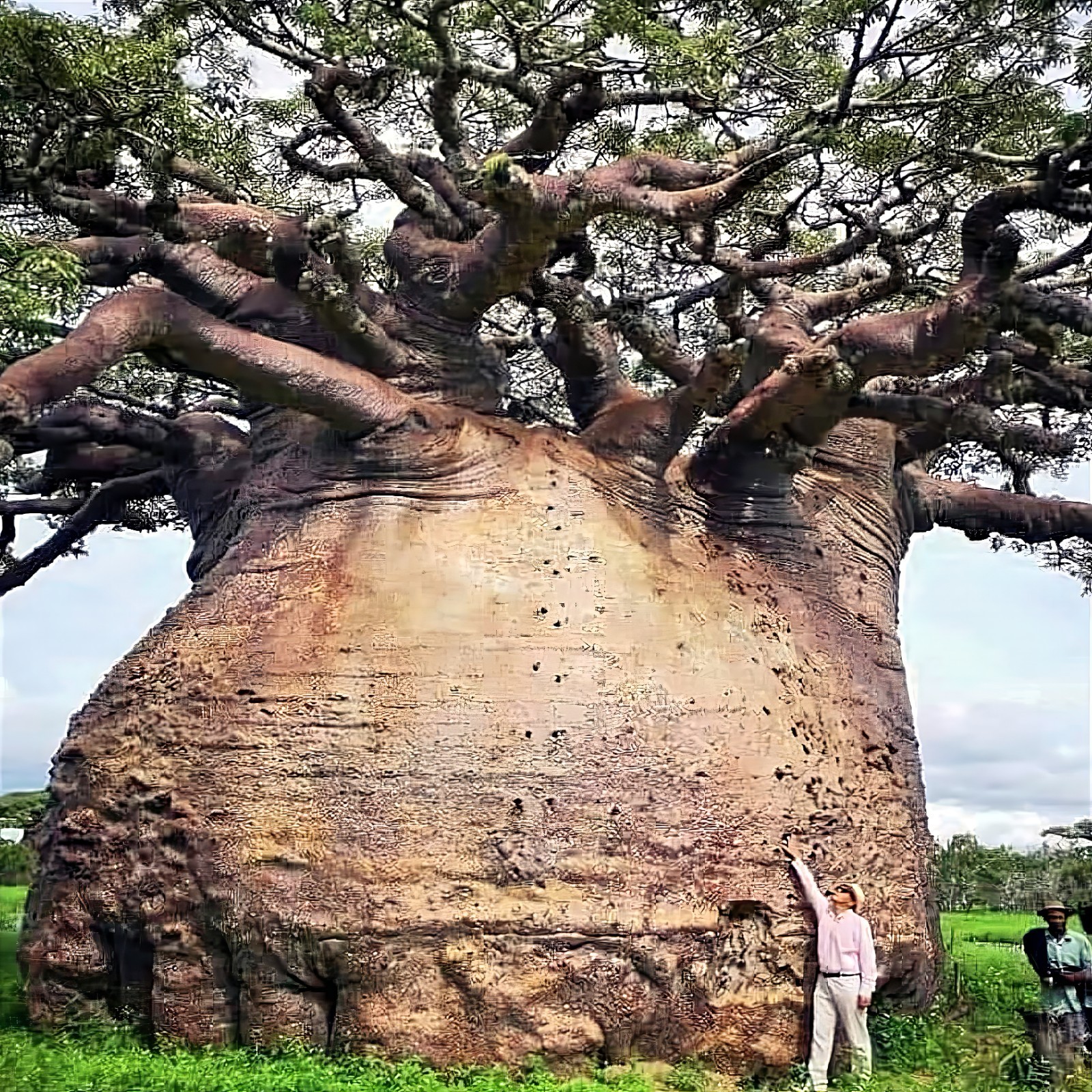5 Baobab Seeds Adansonia Digitata Tree of Life Monkey Bread...