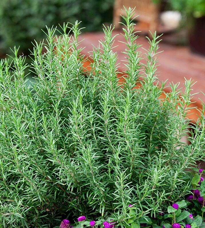 Rosemary Seeds Evergreen Culinary Perennial Herb — Garden Co...