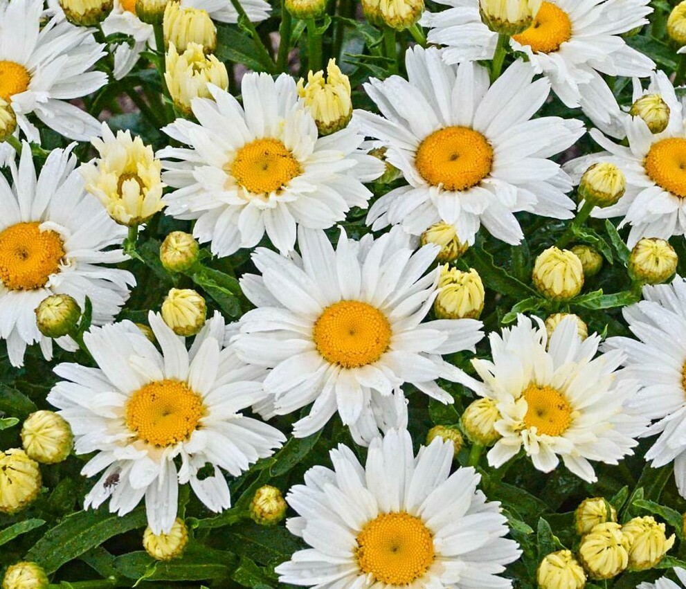 Shasta Daisy Flower Seeds 500+ Perennial Bees Butterfly Gard...