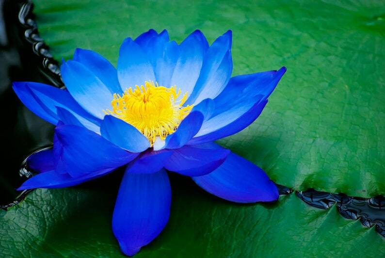 Pet Buy Mall Bright Blue Lotus Seeds, Nelumbo Nucifera, Hard...