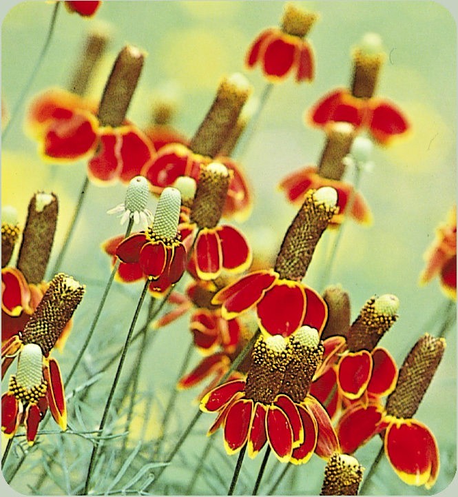 Mexican Hat Wildflower Perennial Seeds — Native Drought & He...