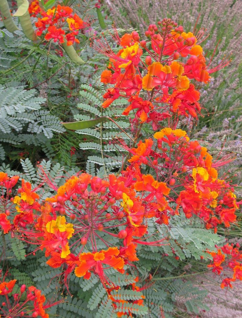 Pride Of Barbados Caesalpinia Pulcherrima Mexican Bird Of Pa...