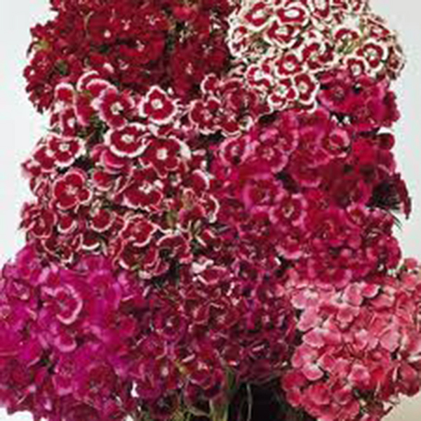Sweet William 100+ Seeds - Beautiful Clusters of Flowers