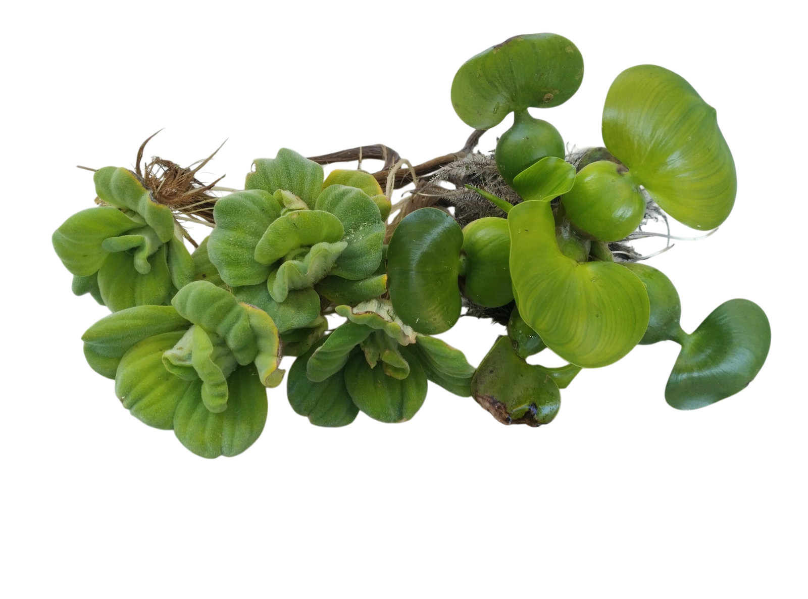 Bundle Of 4 Water Lettuce + 1 Water Hyacinth Floating Aquati...