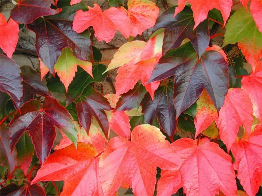 Boston Ivy Vine Seeds - Parthenocissus tricuspidata