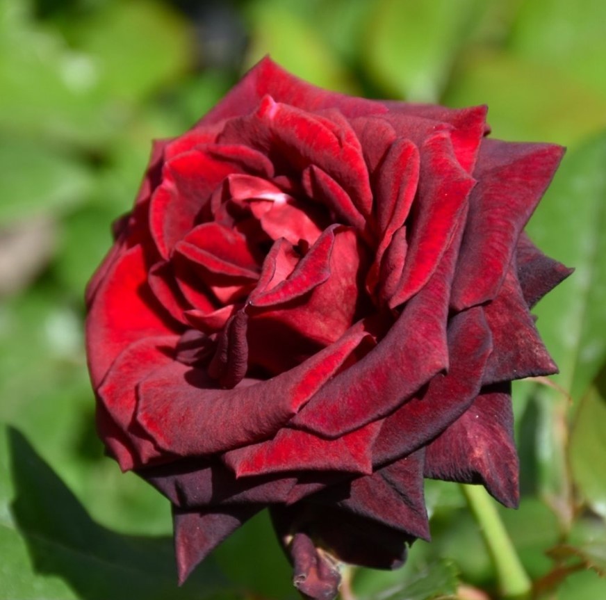 Black Baccara Hybrid Tea Rose Seeds - Gardening Pack of 30 S...