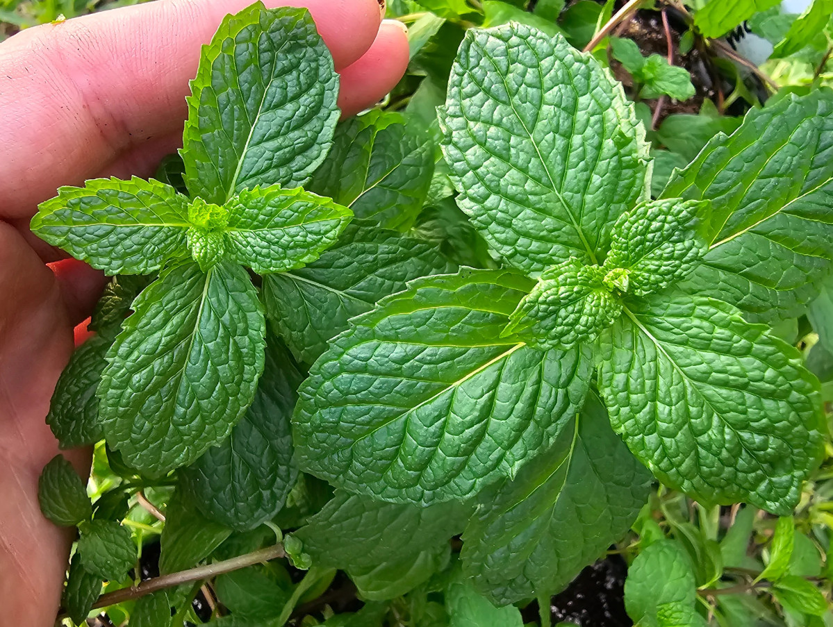 Mojito Mint Live Herb Plant 4" Pot
