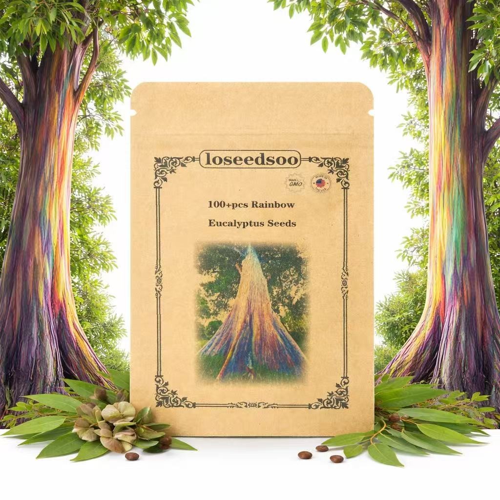 Rainbow Eucalyptus Seeds for Planting – 100+ Eucalyptus Degl...