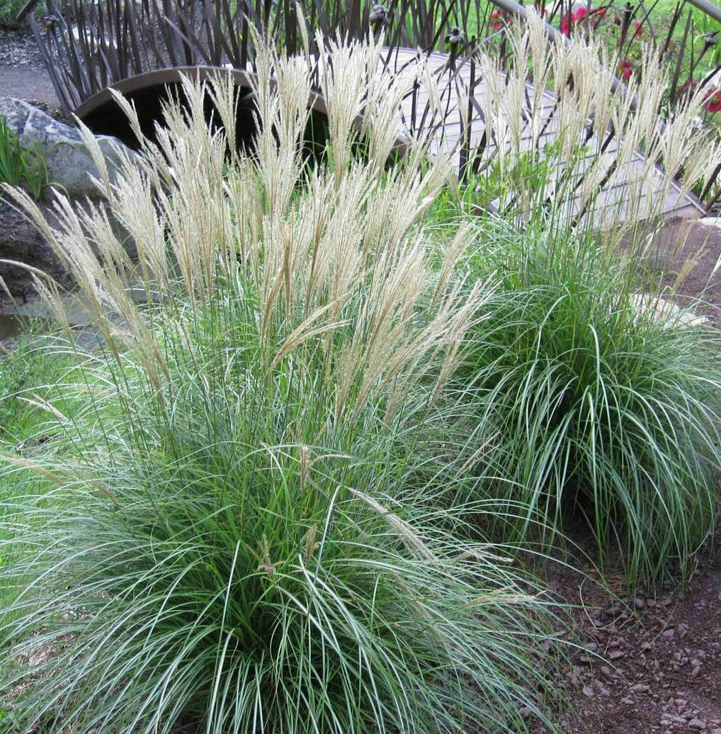 Adagio Maiden Grass Seeds (Miscanthus Sinensis) — Ornamental...