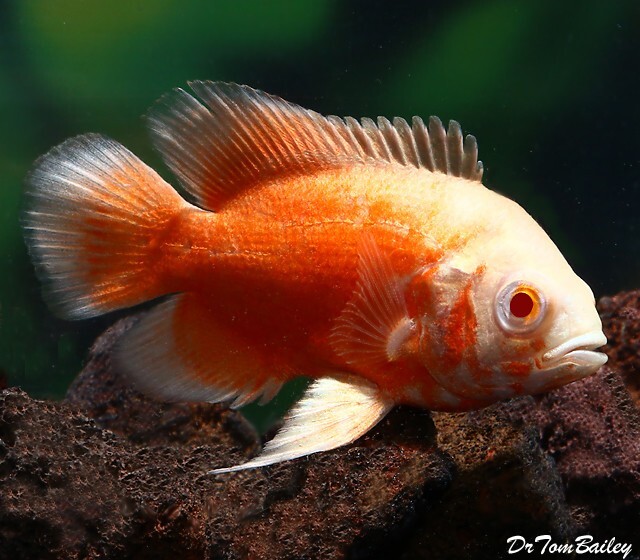 Albino Red Oscar Fish | Live Freshwater Cichlid | Large Aqua...