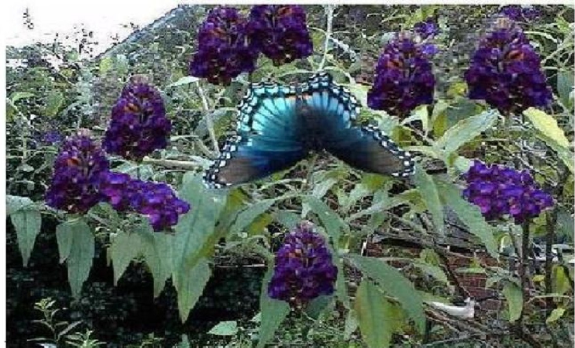 Black Knight Buddleia Butterfly Bush Purple Perennial 100 Se...