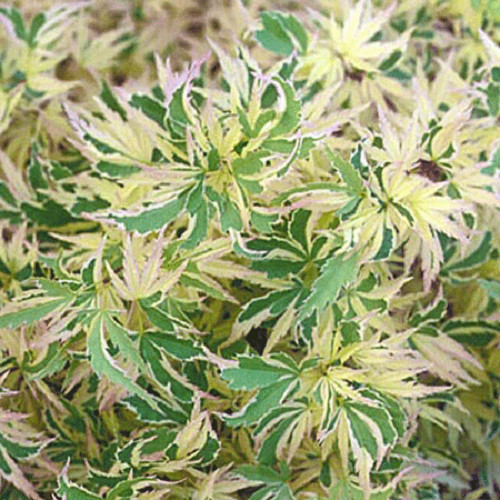 Butterfly Dwarf Upright Japanese Maple Tree Live Plant 2.5 Q...