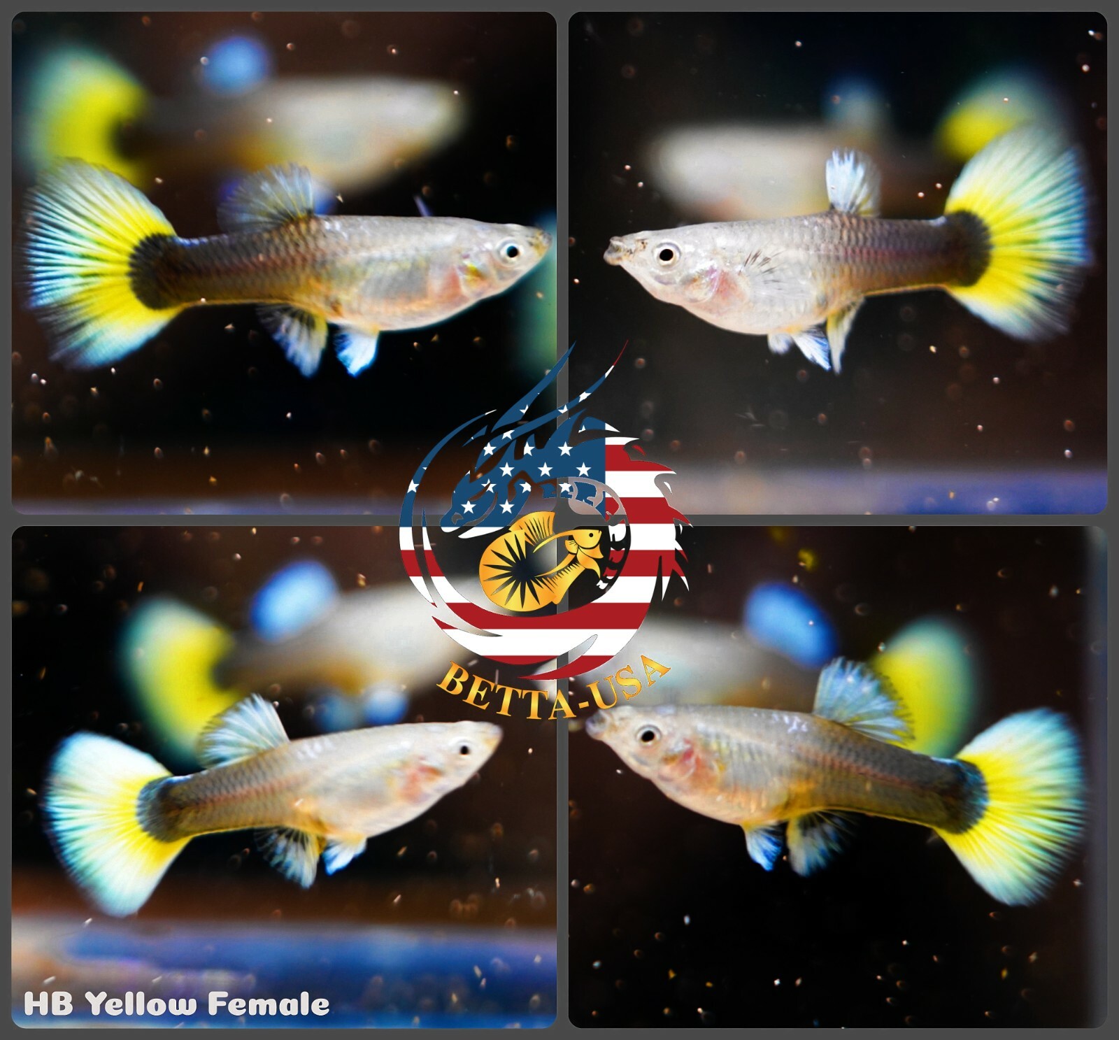 Guppy Trio Half Black Yellow Live Aquarium Fish