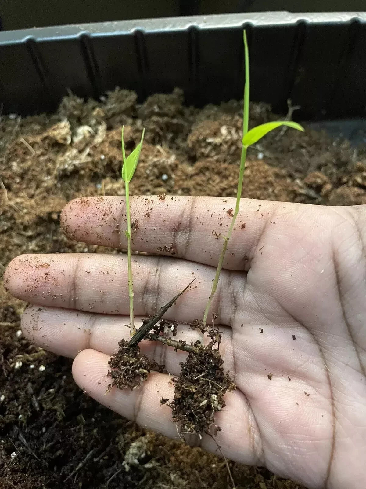 500+ Moso Bamboo Seeds Giant Phyllostachys Edulis
